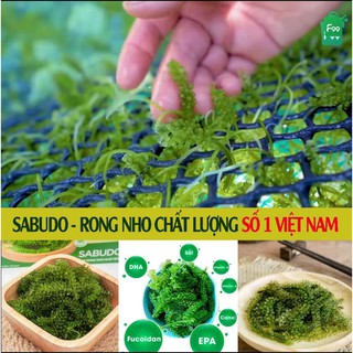 RONG NHO SABUDO - HỘP 12 GÓI TẶNG SỐT MÈ - Hàng chính hãng - Công nghệ Nhật Bản