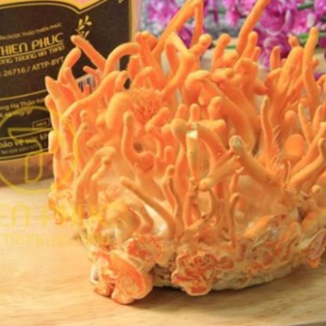 Đông Trùng Hạ Thảo Thiên Phúc Loại  Quả Thể Tươi - Mua 3 Tặng 1