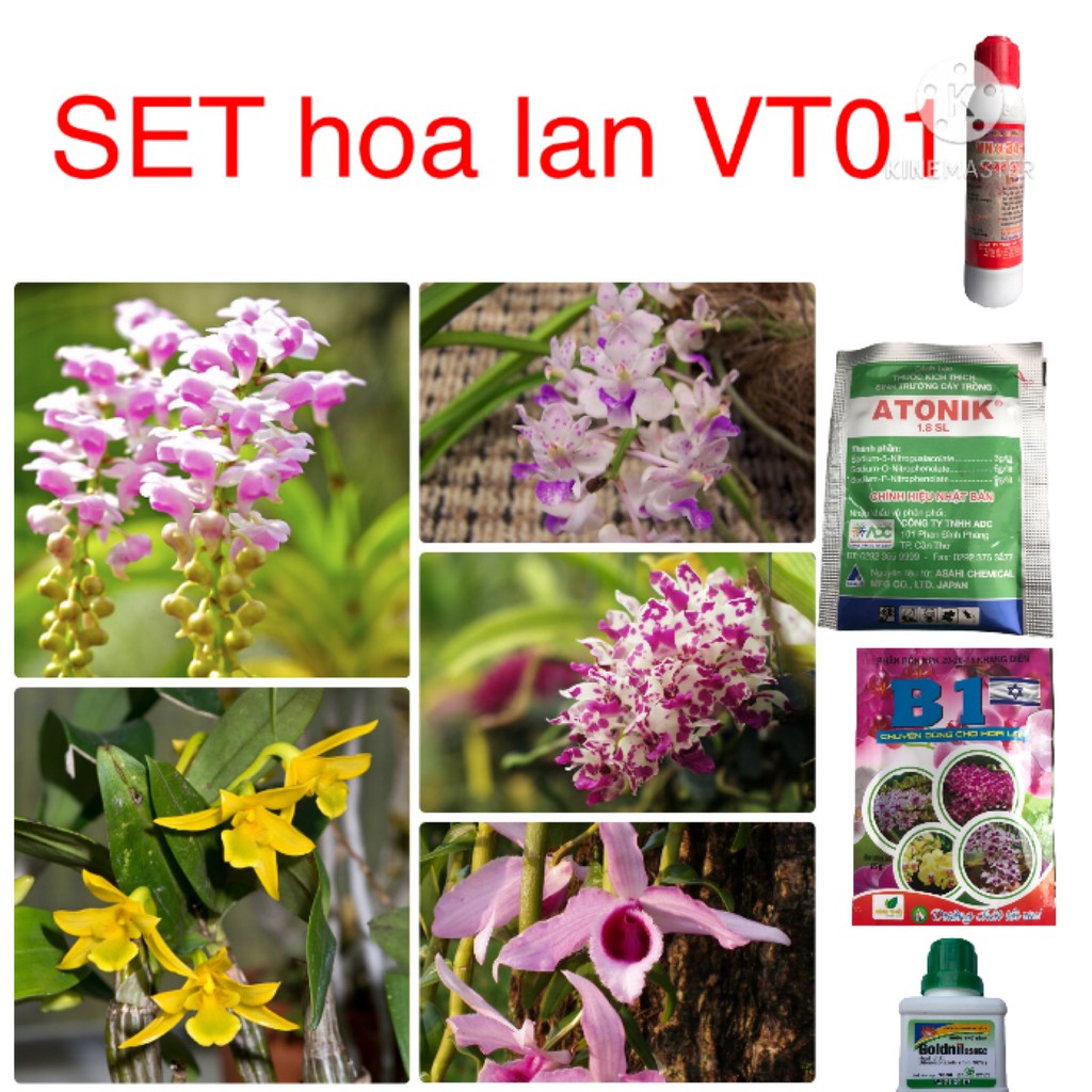 SET chuyên hoa lan VT01: sạch bệnh, khỏe cây, nhiều hoa, bền màu