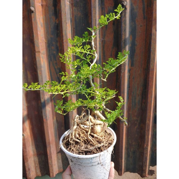 Cần thăng bonsai rễ siêu quái
