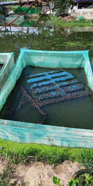 Tráng nuôi ếch 4x2x1v20