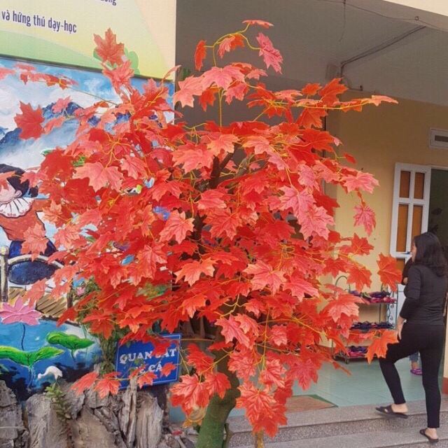 Lá phong - cành lá phong loại lớn đẹp