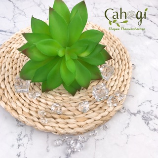 Cây Giả - Sen Đá Cỡ Lớn Hoa To SP090973