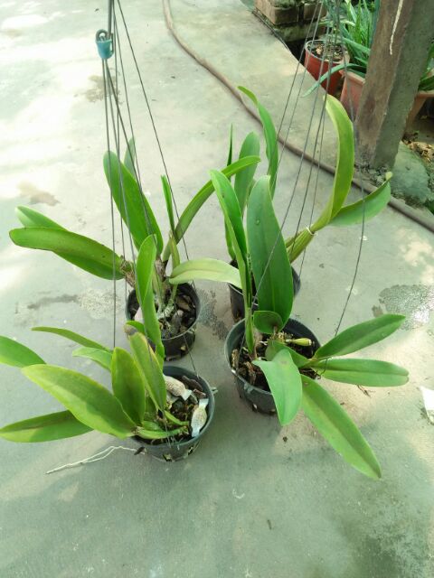 Hoa lan cattlaya cây thuần vườn