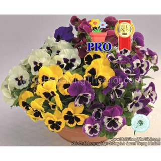 5h Hạt Giống Hoa Pansy Inspire DeluXXe Đại Mix (TLB2| -KD: B36*X68*M187)