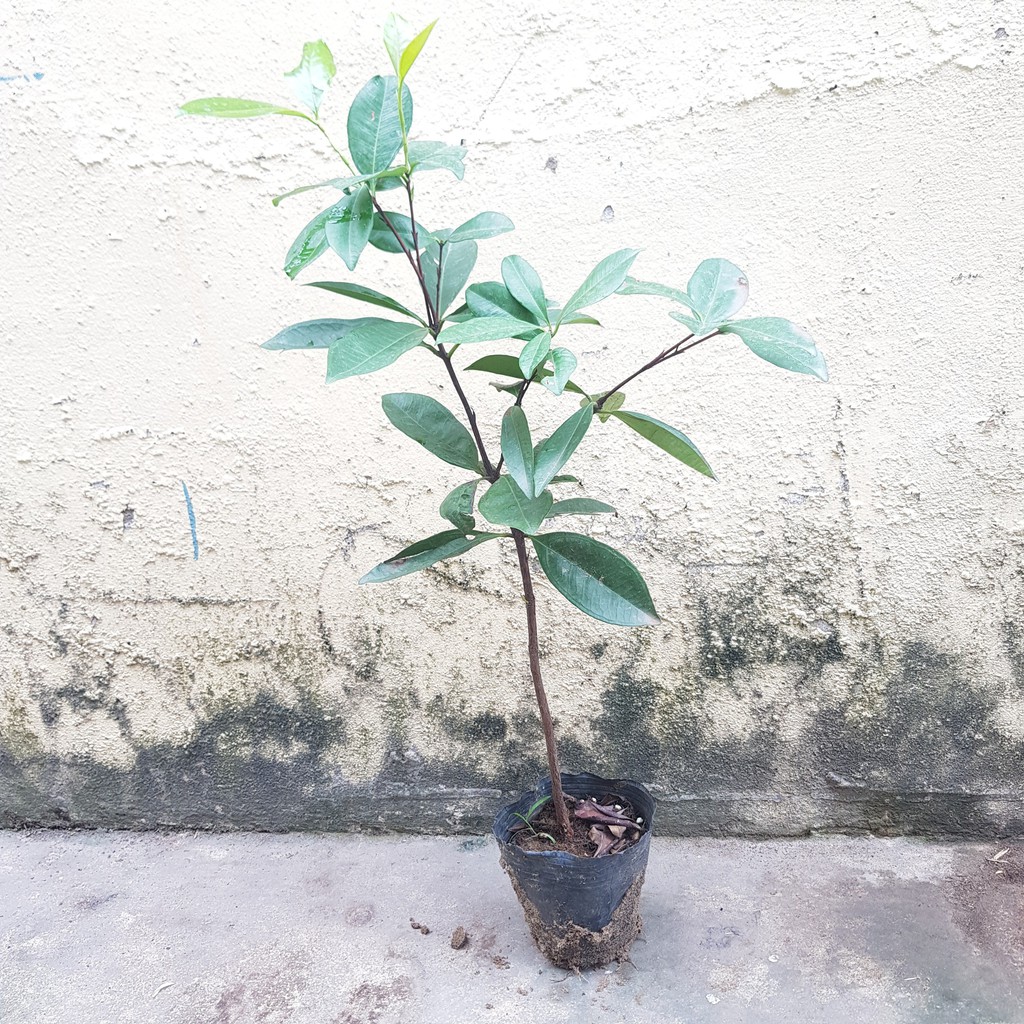 Cậy Giống - Cây Cherry Nhiệt Đới Cao Khoảng 70cm - Giống Bên Tre Siêu Sai Quả SAMSON GARDEN