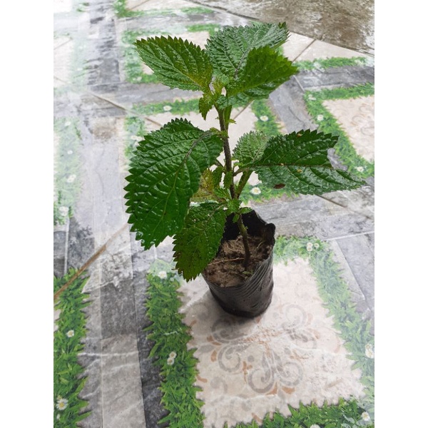 Cây giống đuôi chuột/ cây mạch lạc/1 cây