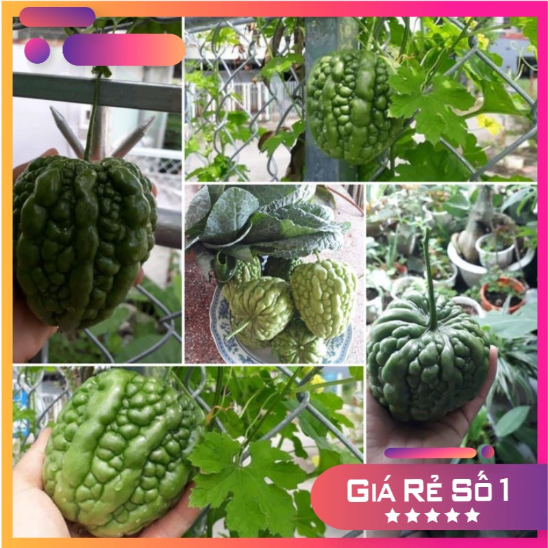 Hạt giống mướp đắng trái tim