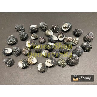 Vỏ ốc nấm đen 100gr