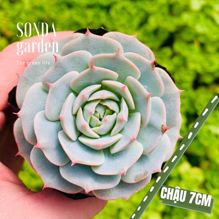 Sen đá búp bê SONDA GARDEN size bé 5-8cm, xuất xứ Đà Lạt, khoẻ đẹp, lỗi 1 đổi 1