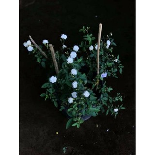 [ XẢ - CẮT LỖ] Hồng bạch trà