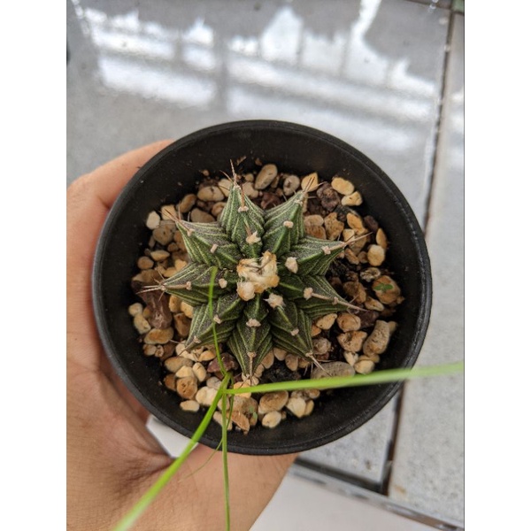 XƯƠNG RỒNG LB Hyb SIZE 4-5CM