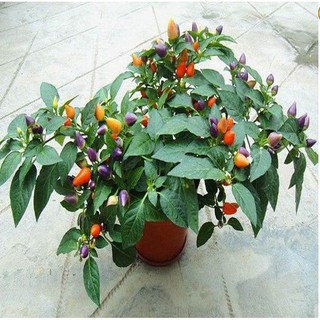 Hạt Giống Ớt Ngũ Sắc