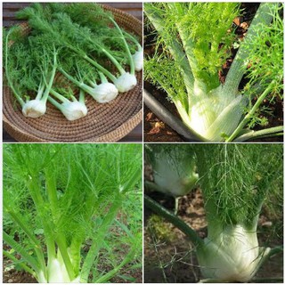 Hạt Giống Củ Thì Là - củ hồi Finnochio - gói 1gram - HCTL