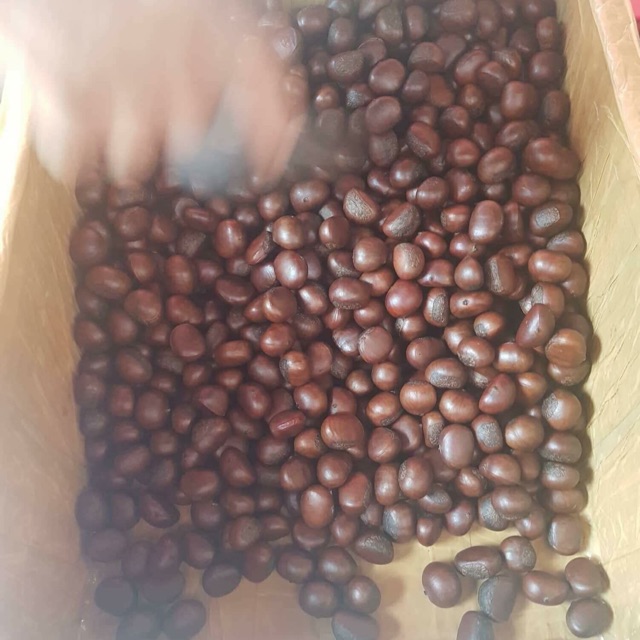 1 kg hạt dẻ Thái Lan