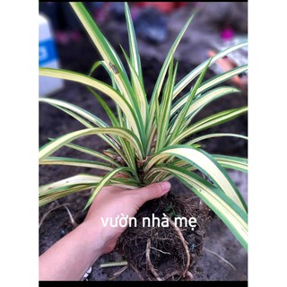 Cây dứa vạn phát ( dứa lá vàng, dứa thái )