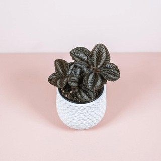 Cây Pilea repens Bronze (Đồng Hổ Nhĩ, Tai Hổ Màu Đồng) chậu nhựa