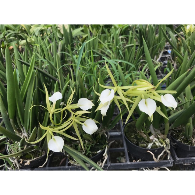 Hoa lan brass trắng cây trưởng thành-hoa thơm