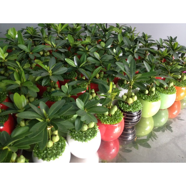 Hạt giống Cỏ May Mắn nhập Đức 100 hạt
