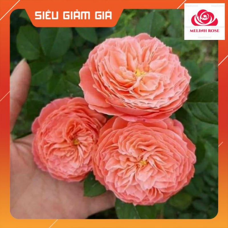 Hoa hồng Flamingo màu hồng cam rực rỡ đến từ nước Đức -Vườn Hoa Melinhrose
