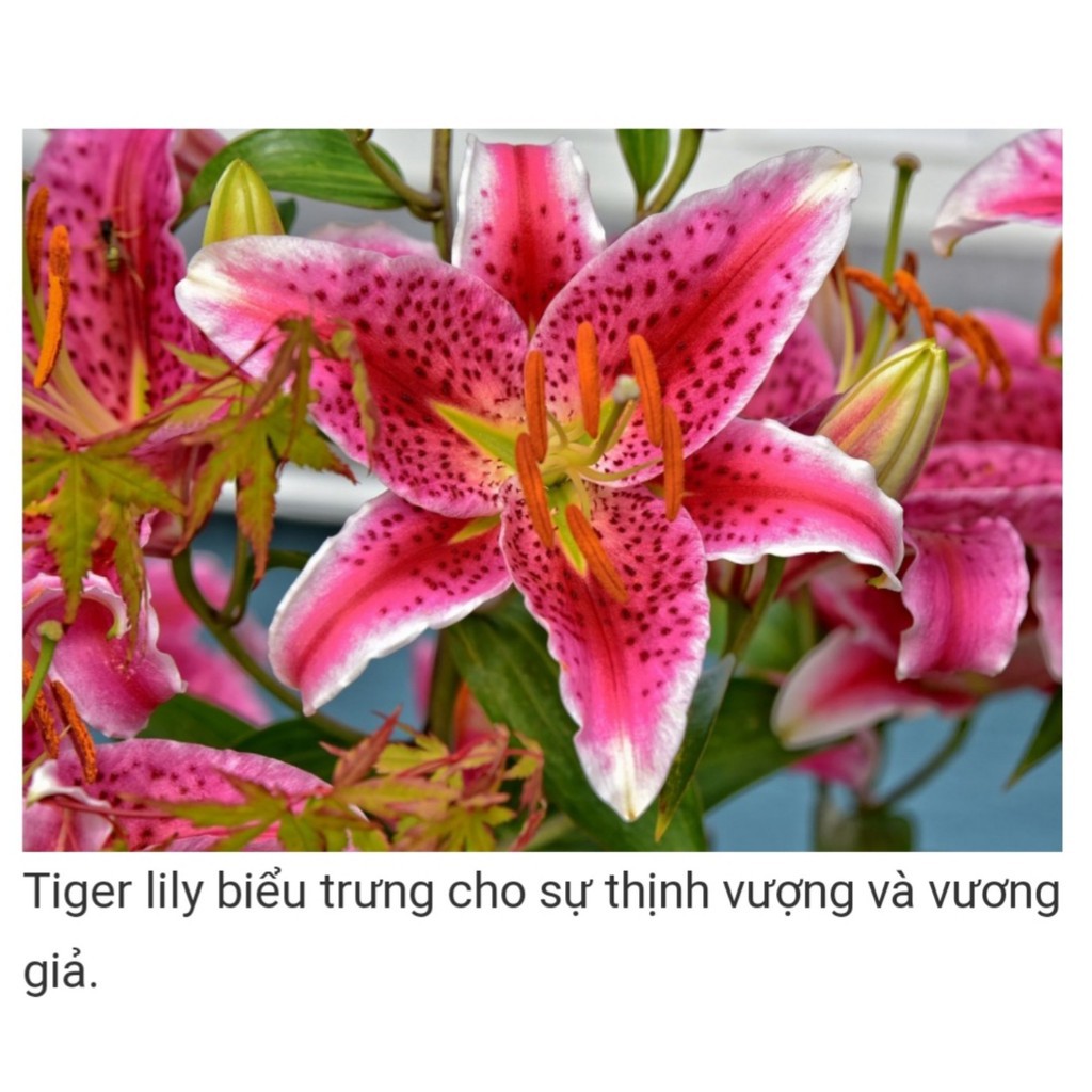HOA LY THƠM. Combo 10 Củ Giống Hoa Ly Thân Cao Thơm Hoa Kép Đủ Màu  - Cho Hoa Vụ Tết - sạch bệnh, nhanh lớn