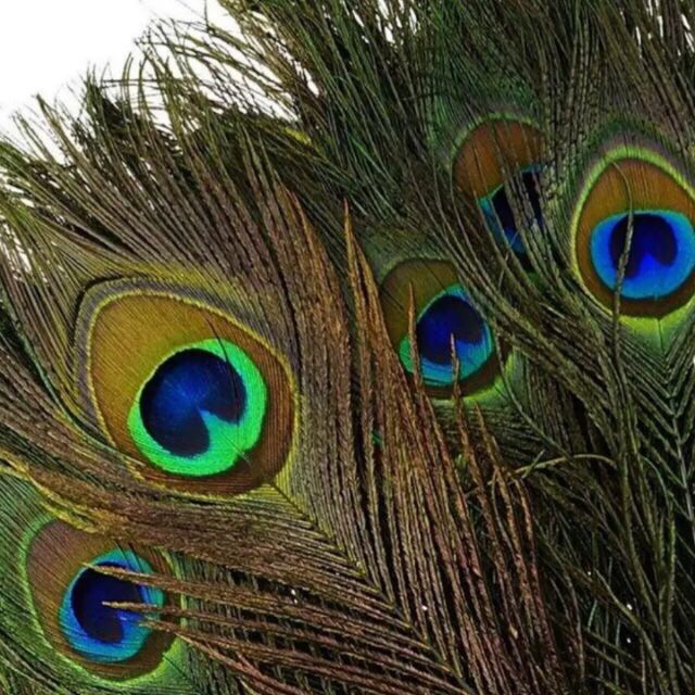 Lông công 100cm tự nhiên LOẠI 1 to đại | BigBuy360 - bigbuy360.vn