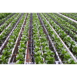 Bộ tưới cây tự động zenko