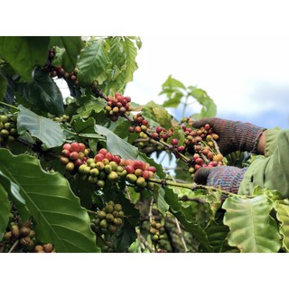 [The Kaffeine Coffee - Chính Hãng] Cà phê Arabica Cầu Đất 500g