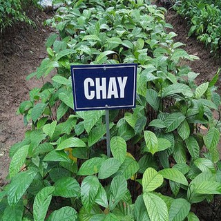 Cây chay giống Bắc Bộ siêu quả