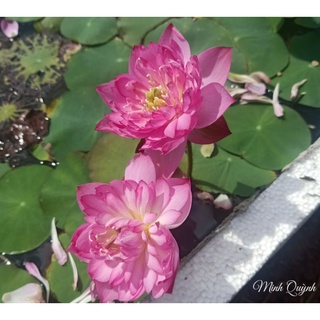 Củ sen mini Super pink