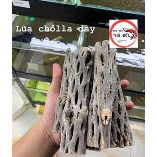 Lũa Cholla trang trí bể tép
