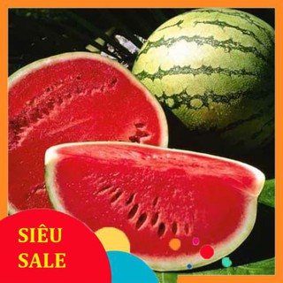 Hạt giống dưa hấu ruột đỏ 20 hạt  TẾT KHUYẾN MẠI