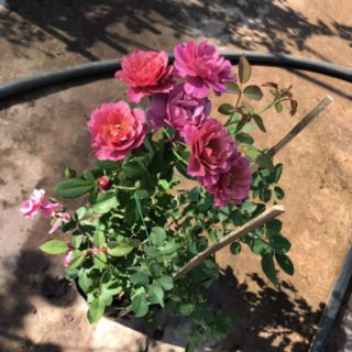 Hoa Hồng bụi Nhật Aoi (Hồng Aoi)(tặng kèm phân bón)