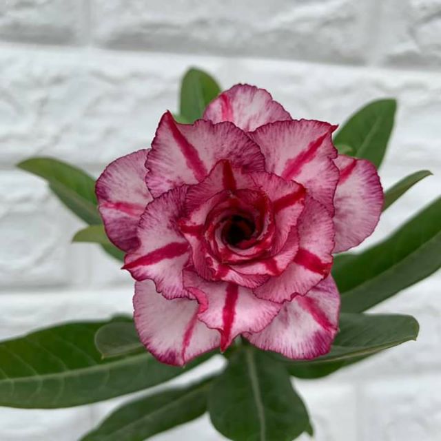 30 hạt sứ thái nhập khẩu . Có hướng dẫn cách trồng