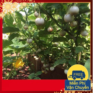 Hạt Giống Cà Pháo Trắng F1