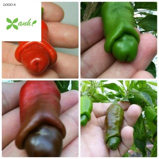 Hạt giống Ớt cu tý (05 hạt)