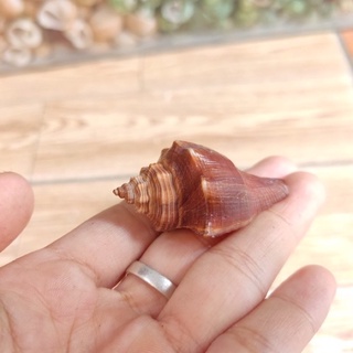 VỎ ỐC ĐÙI GÀ 3 VỎ