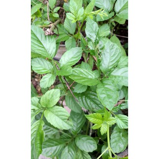 3-5 Cây Vác Nhật, cây ô liêm môi, dâu leo, ngũ trảo, mẫu kinh,giác tía, ô liên mẫu