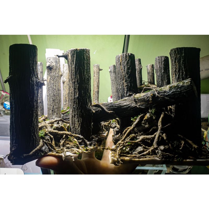Layout rừng thủy sinh cho hồ mini