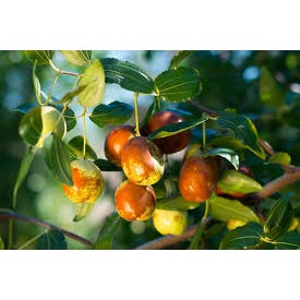 1Kg Táo tàu đen loại ngon