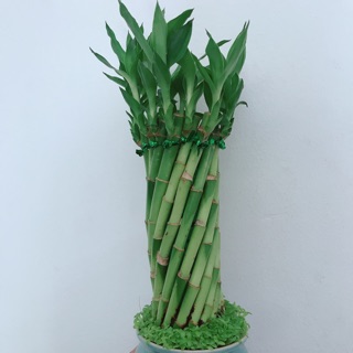 Chậu chúc phát tài hình xoắn trụ