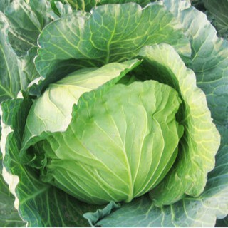 0.5gram HẠT GIỐNG BẮP CẢI XANH