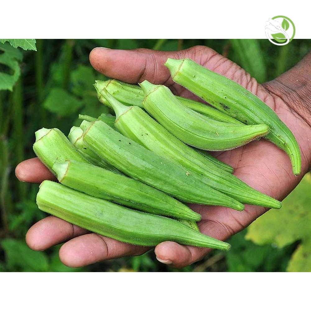 Hạt Giống Đậu Bắp Cao Sản  Phú Nông - Gói 10g