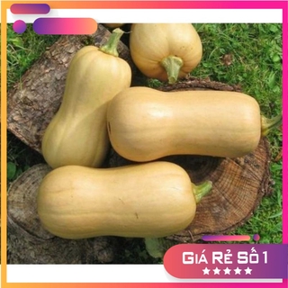 Hạt giống bí ngô mật butter F1 Đài Loan - HGNK