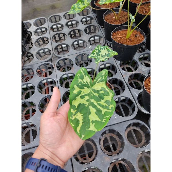 Cây Alocasia hilo beauty