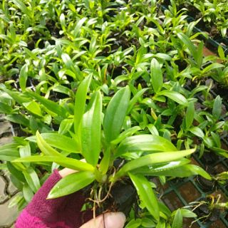 10 CHẬU LAN GIỐNG NHIỀU MÀU
