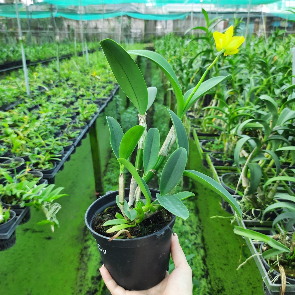 Hoa Lan Cattleya Tú Cầu Vàng