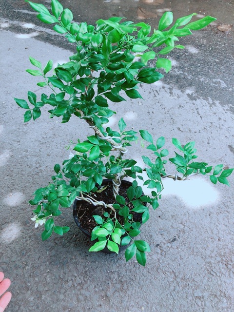 Cây Nguyệt Quế Bonsai