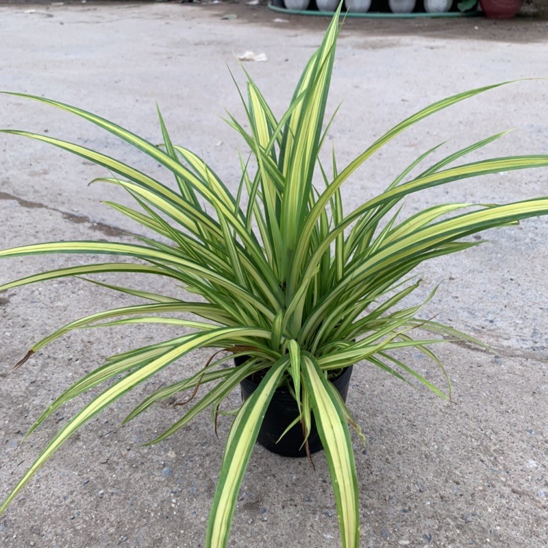 Cây dứa cảnh vàng cao 25cm, nhánh lá xum xuê tươi tốt, rất dễ trồng và chăm sóc, cây cảnh trồng công trình và sân vườn