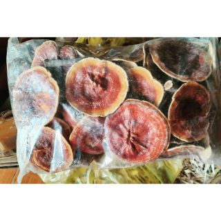 Nấm lim xanh rừng